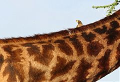 Yellow-billed Oxpecker